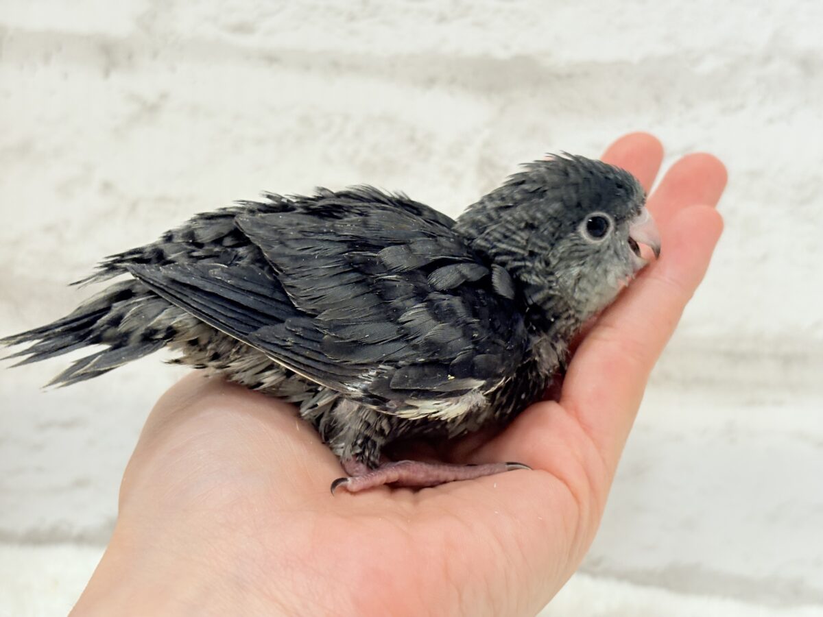 サザナミインコ