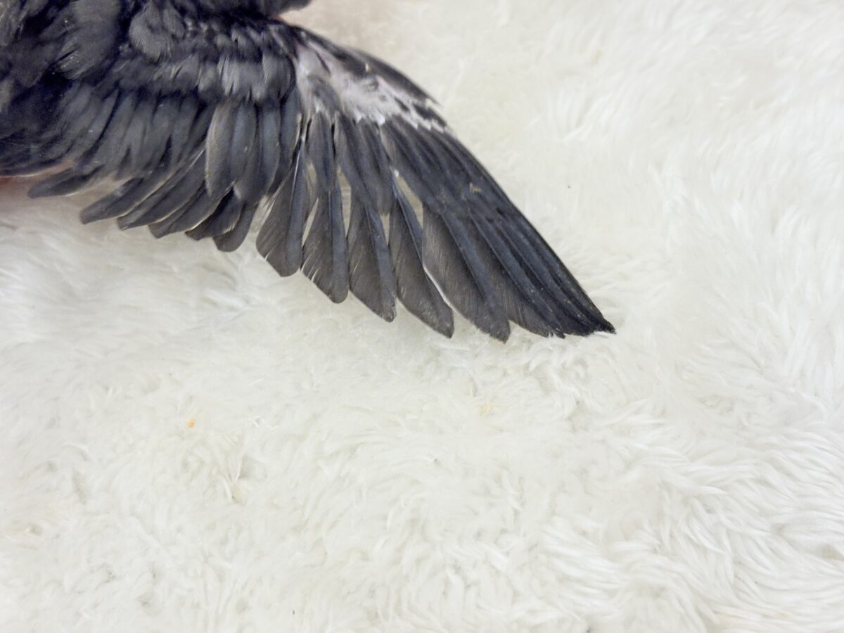 サザナミインコ