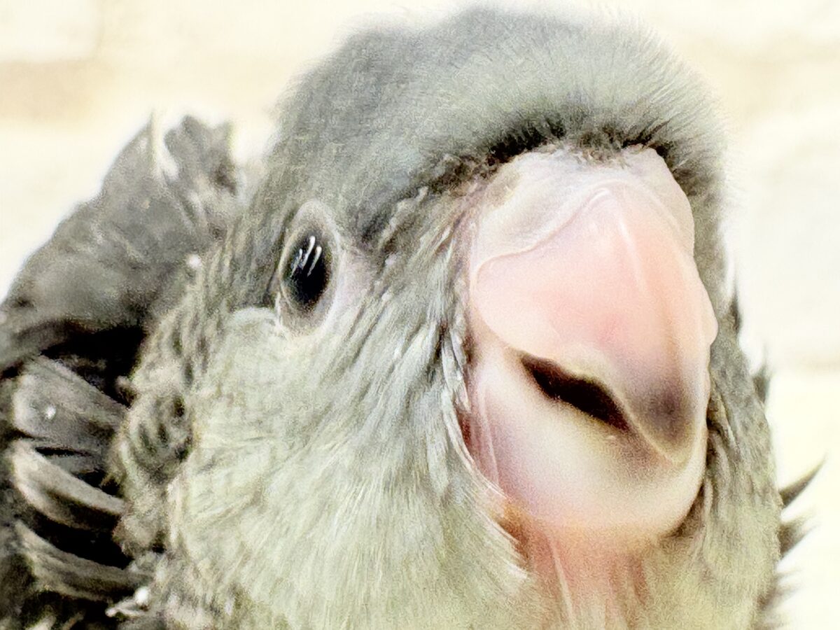 サザナミインコ