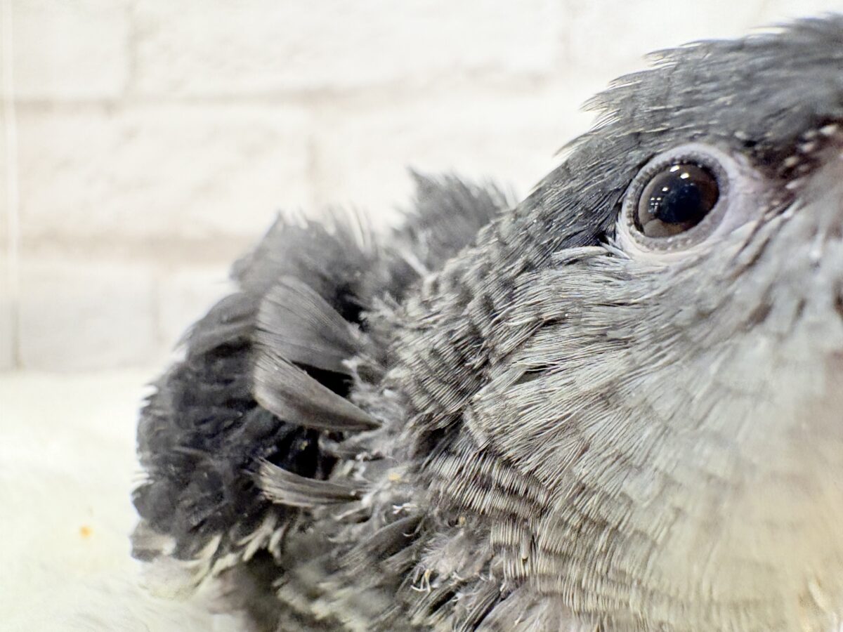 サザナミインコ