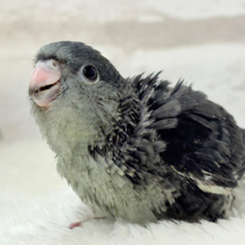 素早い動きで食いしん坊アピール♬*°サザナミインコ(モーブ) ヒナ