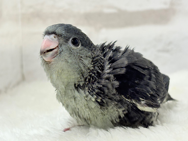素早い動きで食いしん坊アピール♬*°サザナミインコ(モーブ) ヒナ