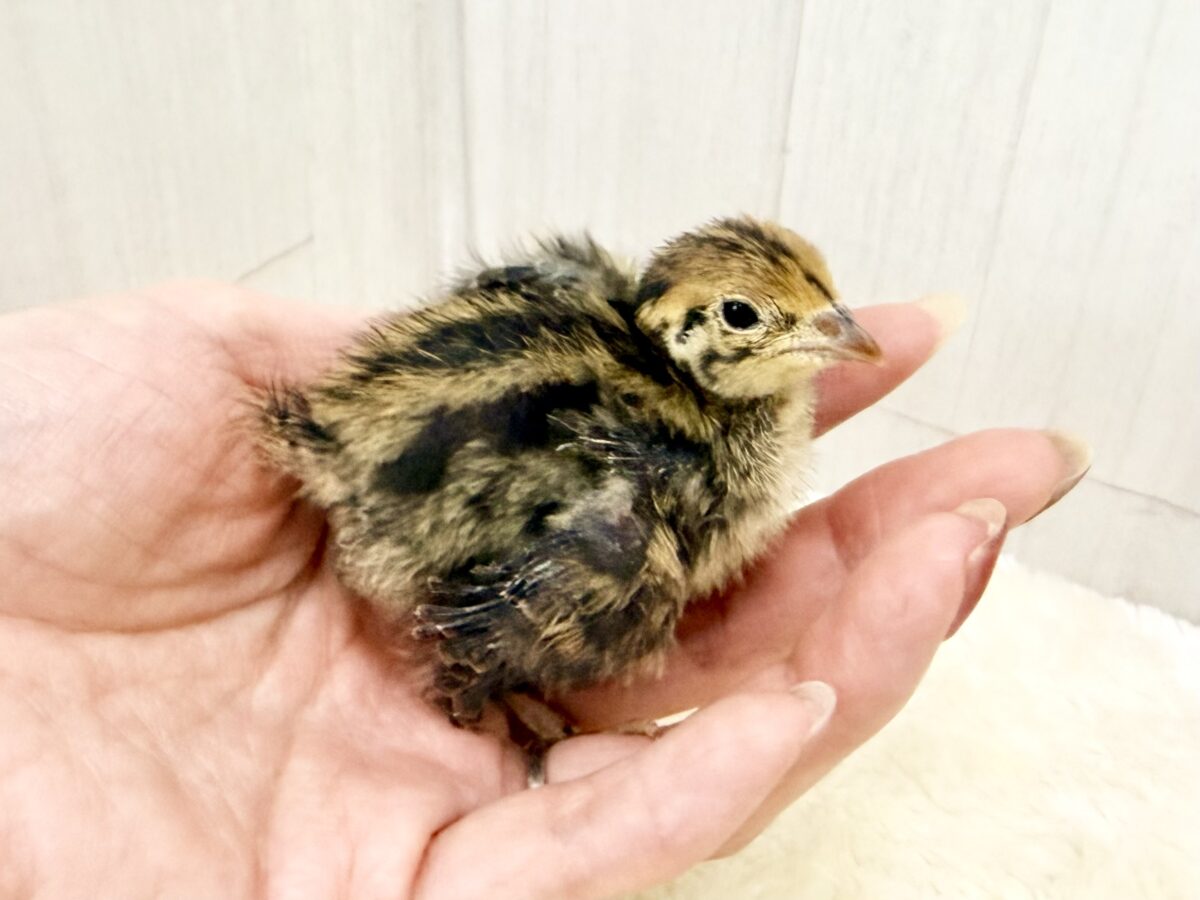 並ウズラ