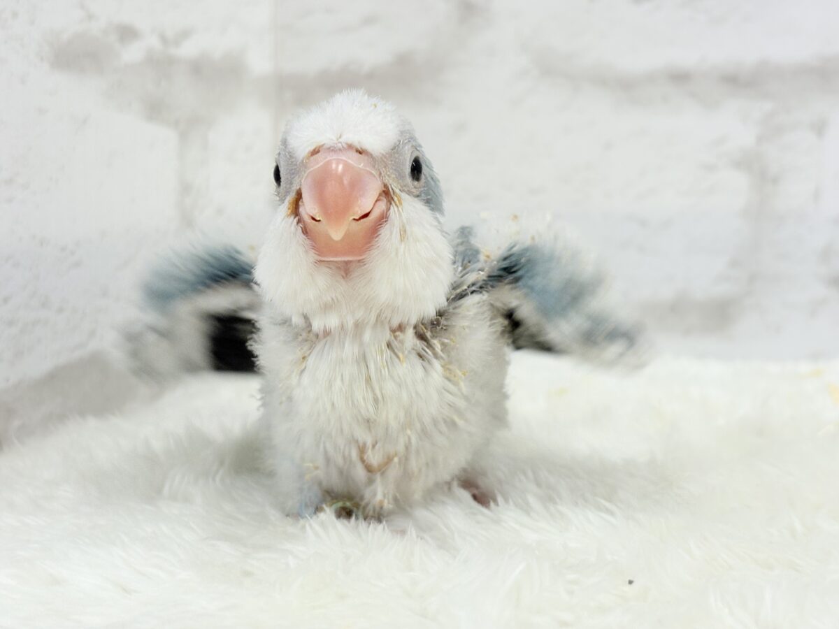 ワキワキダンスは世界を救う!?🐣🌎✨オキナインコ(ブルーオパーリン) ヒナ オキナインコ