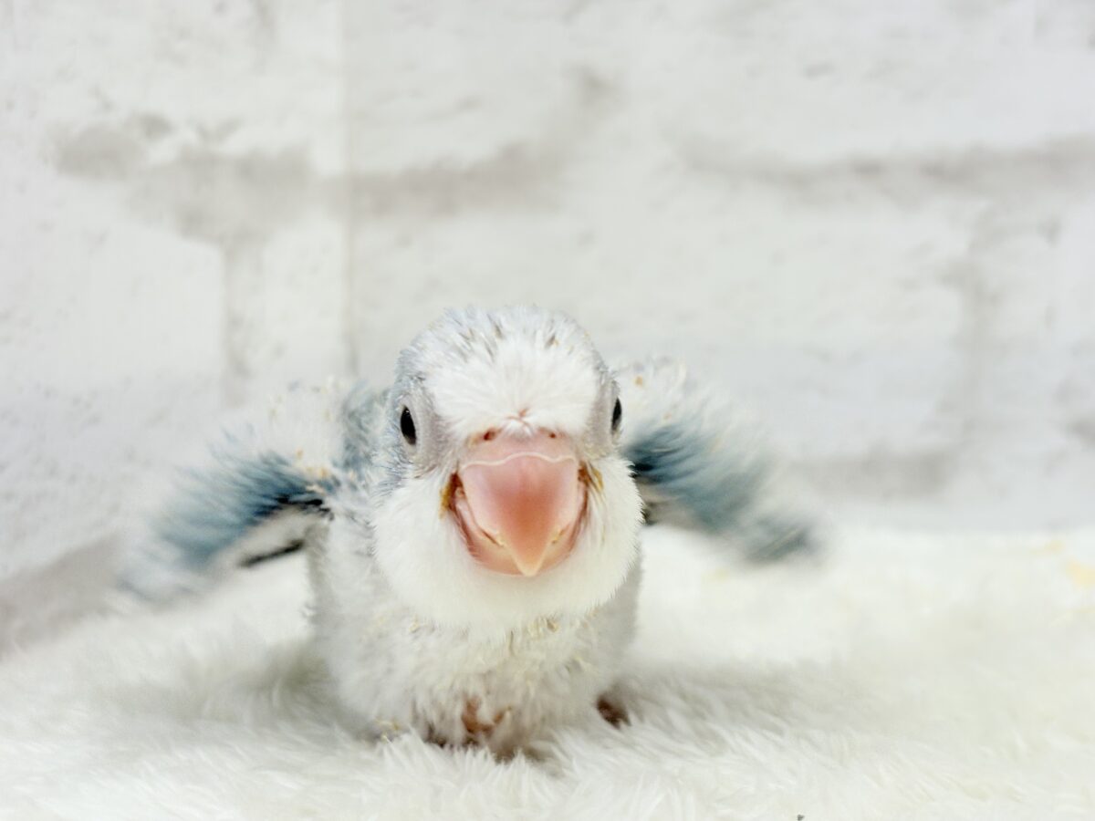 オキナインコ
