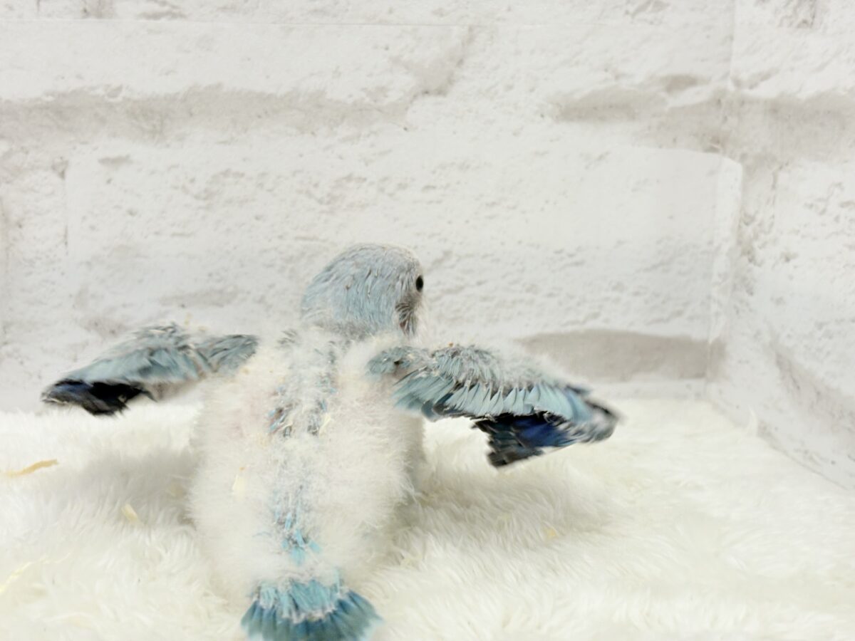 ワキワキダンスは世界を救う!?🐣🌎✨オキナインコ(ブルーオパーリン) ヒナ オキナインコ