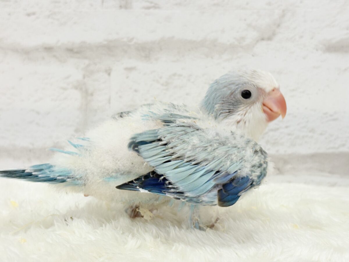 オキナインコ