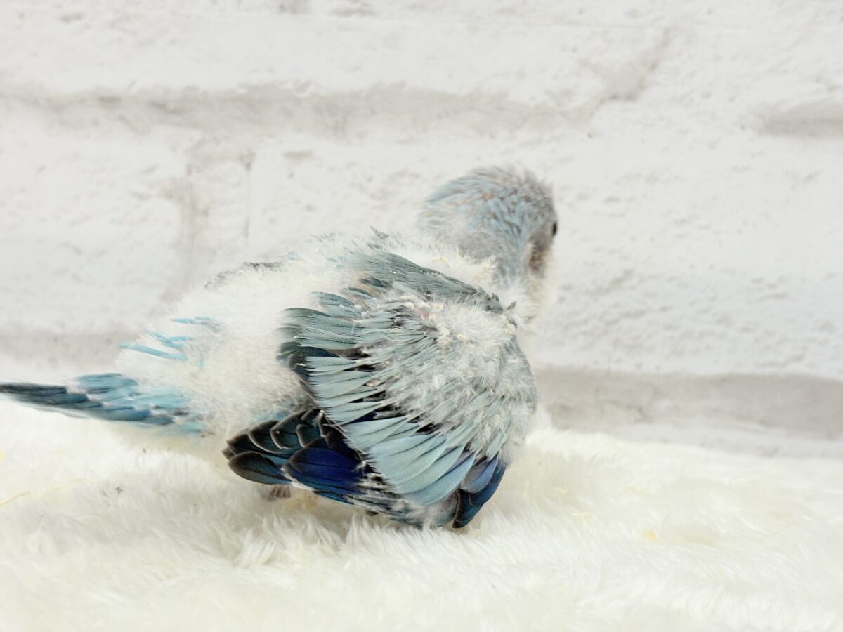 オキナインコ