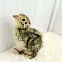 1羽のみ✨️えーっと寝方どうにかなりません？？🤔ウズラのヒヨコ🐣‪入荷しました❤️