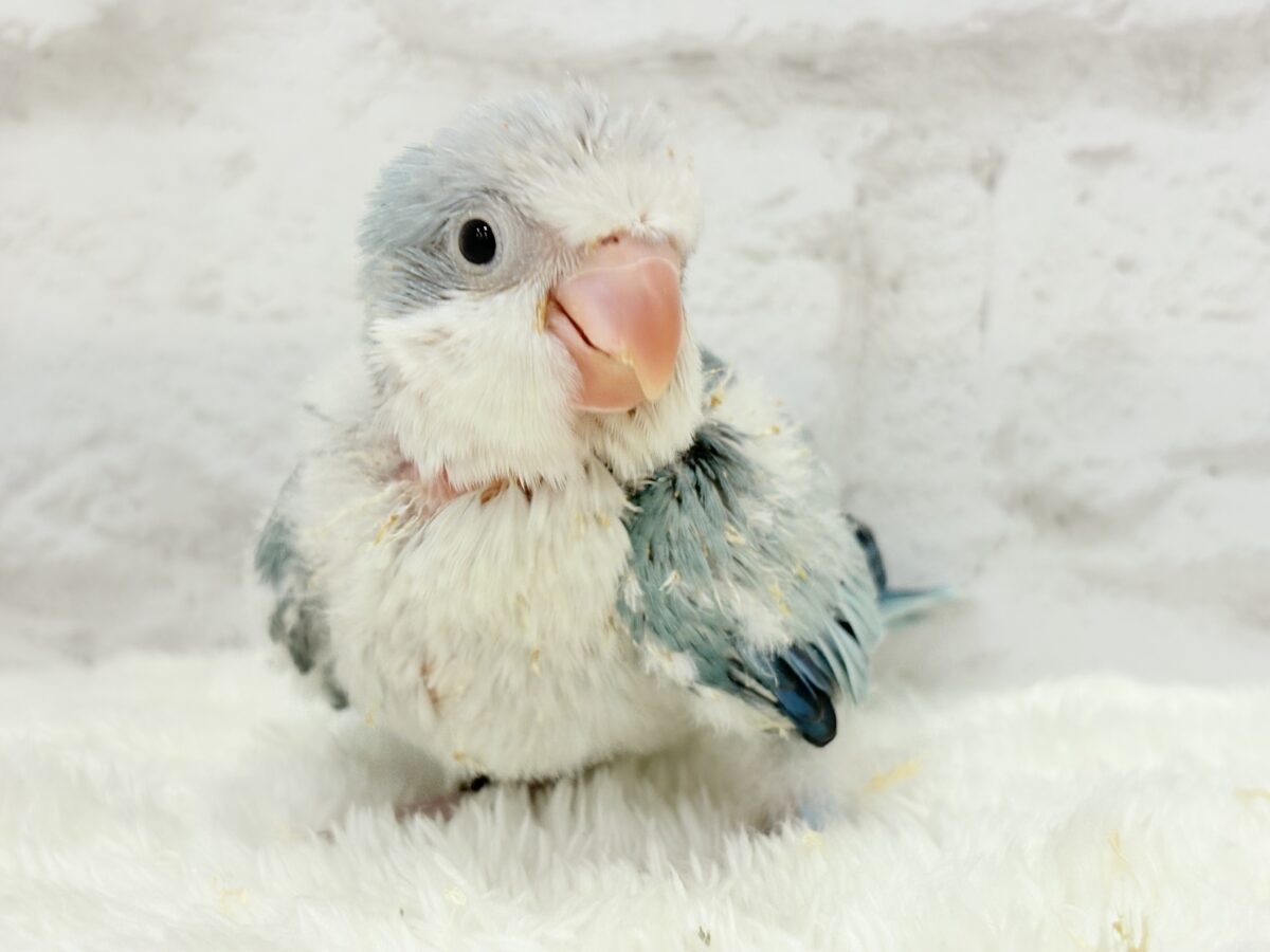 オキナインコ