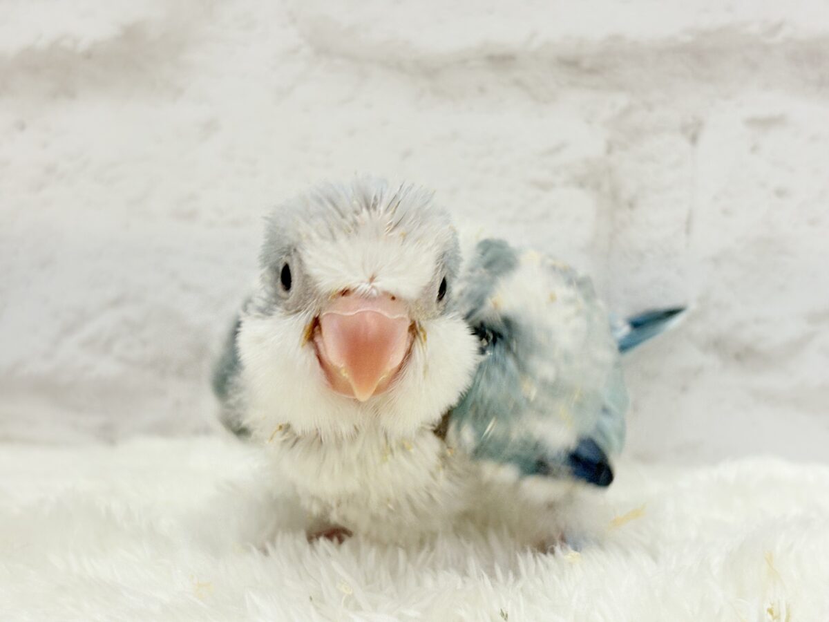 オキナインコ