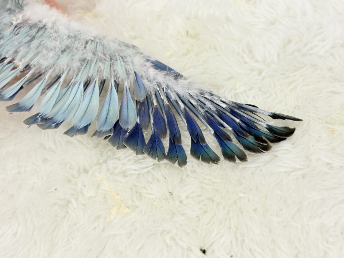 ワキワキダンスは世界を救う!?🐣🌎✨オキナインコ(ブルーオパーリン) ヒナ オキナインコ