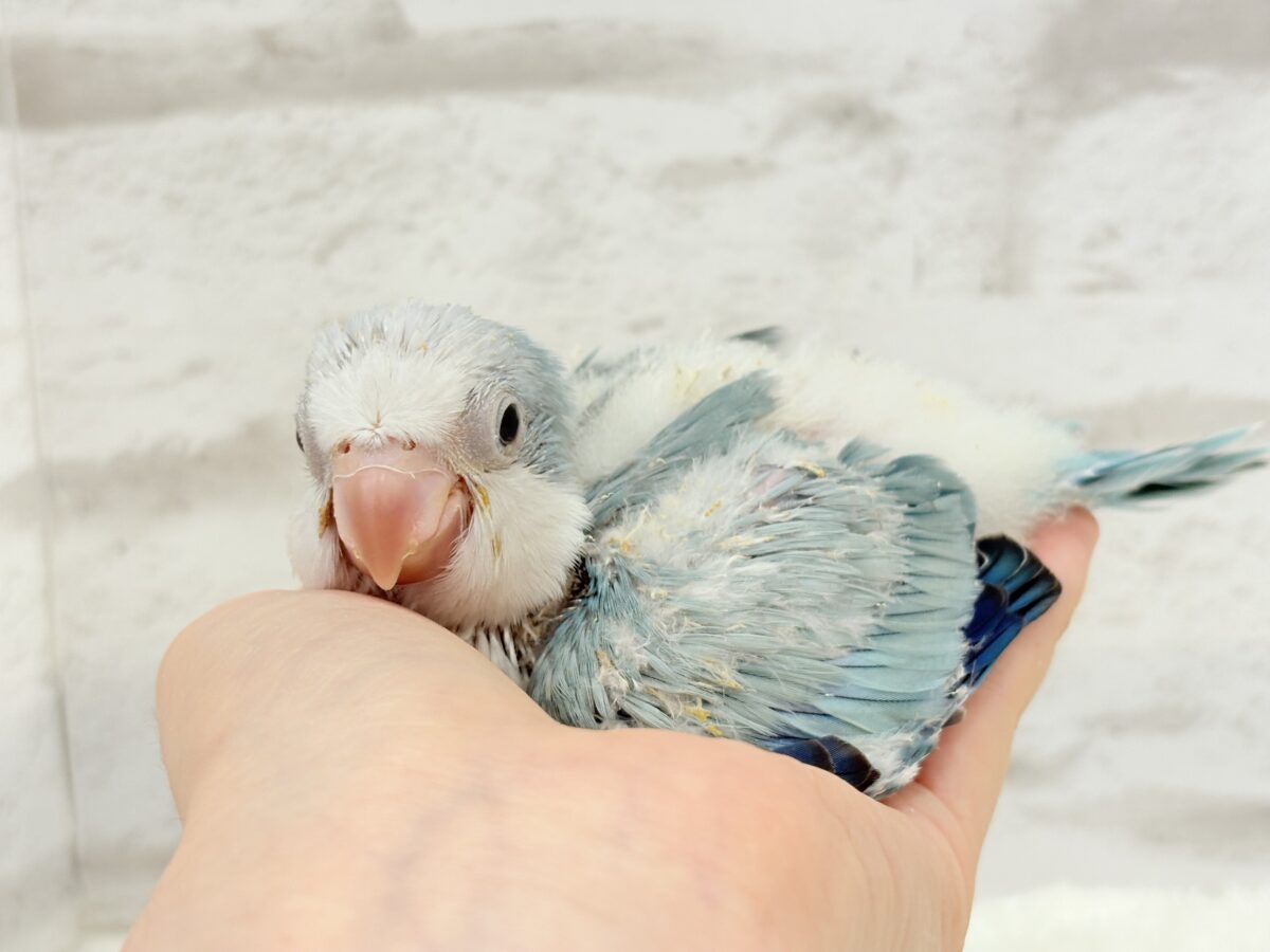 オキナインコ