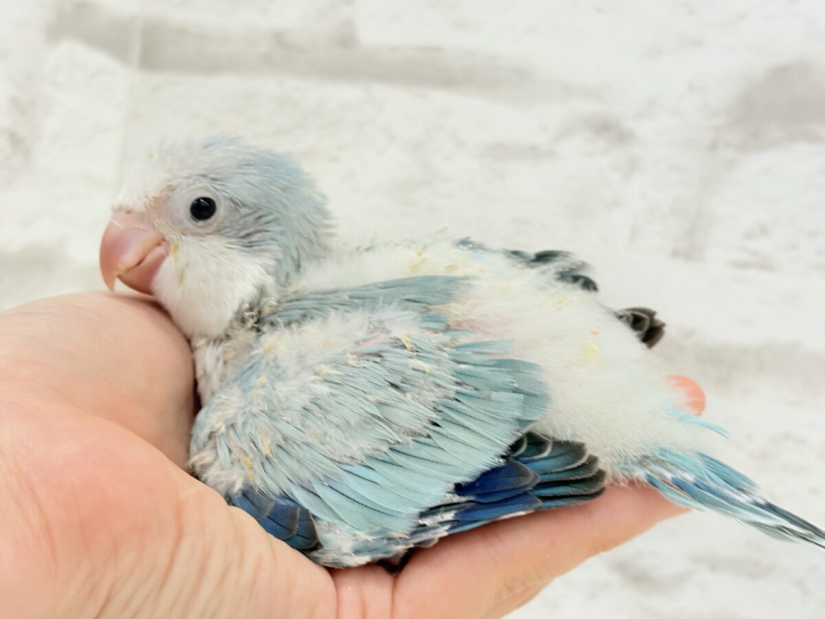 オキナインコ