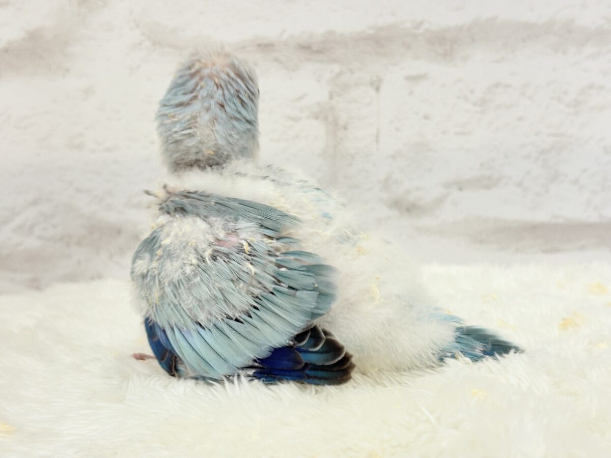 オキナインコ