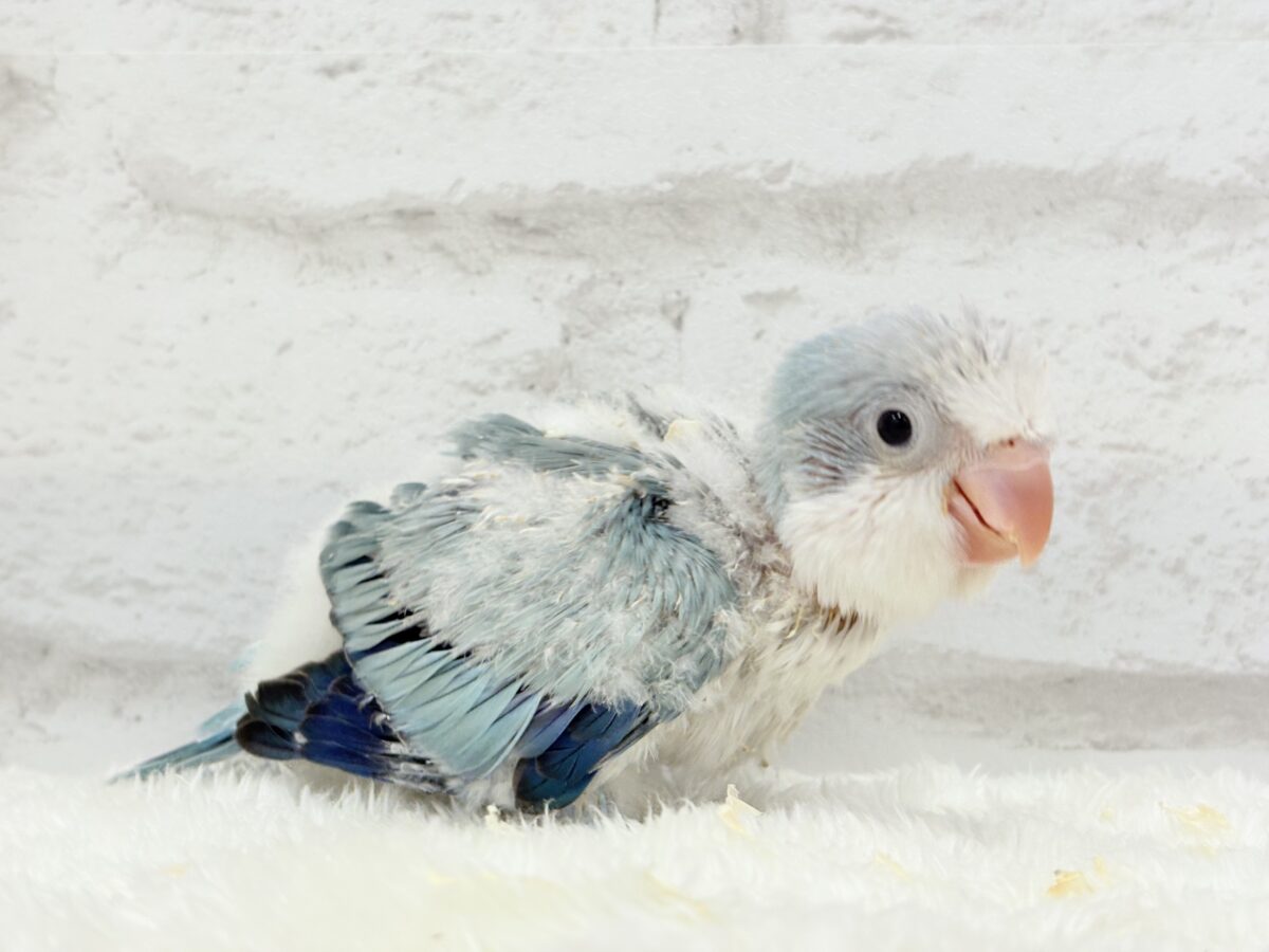 オキナインコ