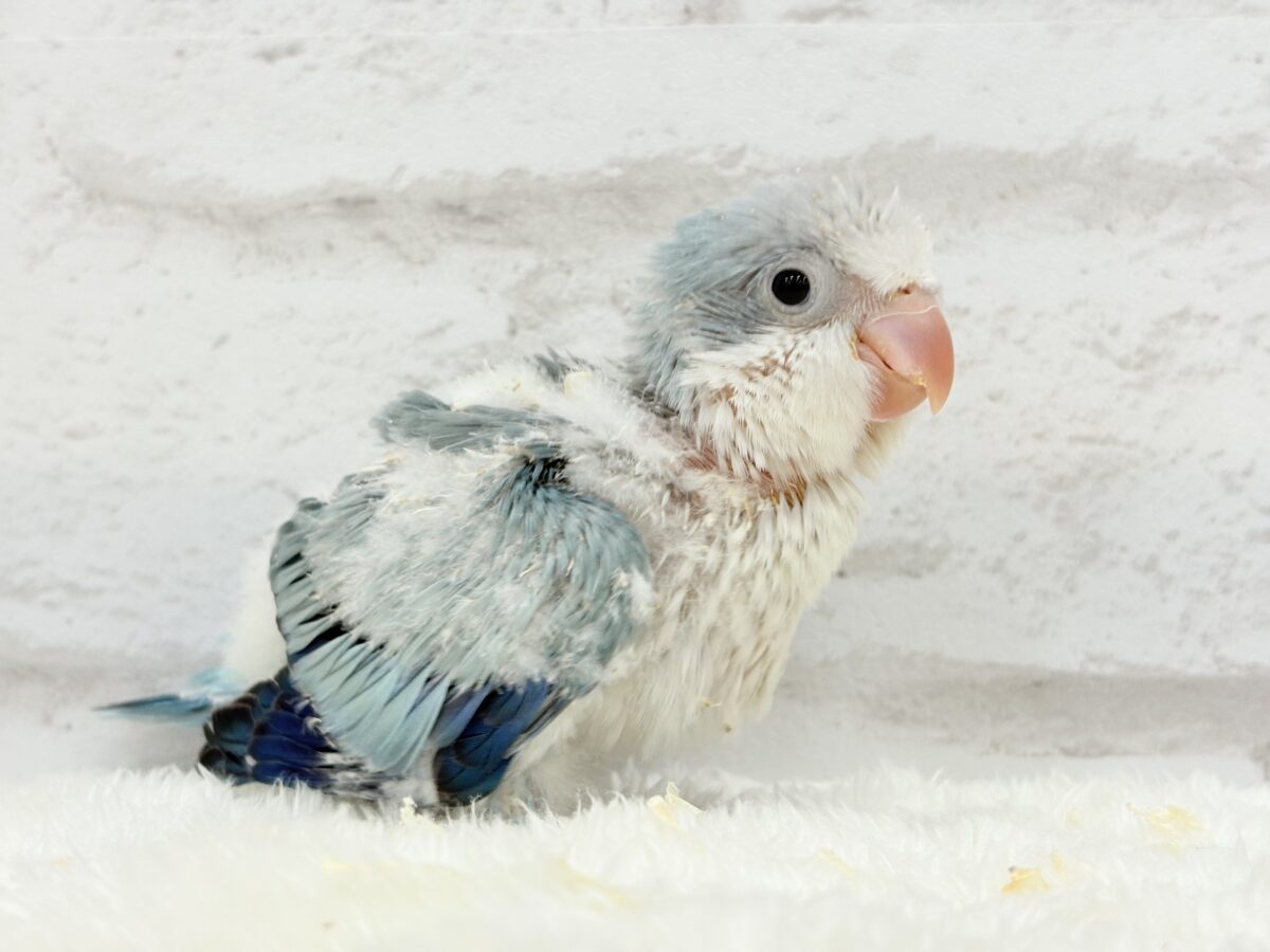 ワキワキダンスは世界を救う!?🐣🌎✨オキナインコ(ブルーオパーリン) ヒナ オキナインコ