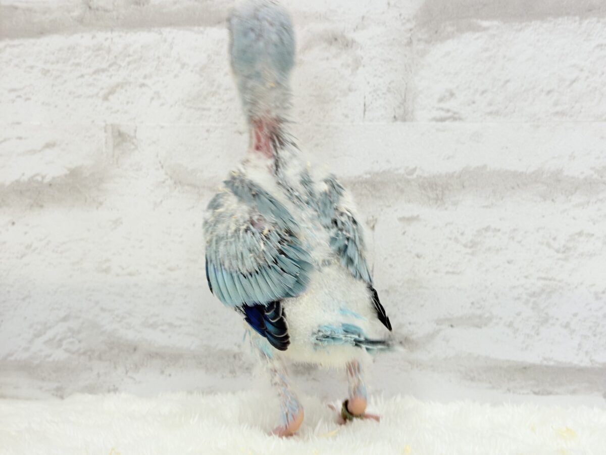 ワキワキダンスは世界を救う!?🐣🌎✨オキナインコ(ブルーオパーリン) ヒナ オキナインコ