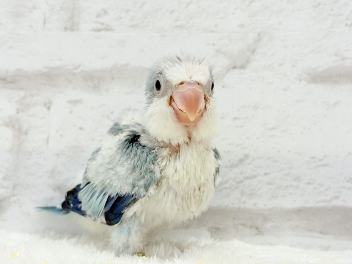 ワキワキダンスは世界を救う!?🐣🌎✨オキナインコ(ブルーオパーリン) ヒナ オキナインコ