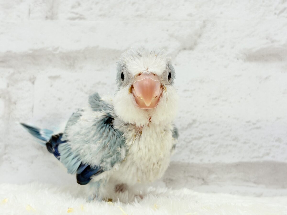 ワキワキダンスは世界を救う!?🐣🌎✨オキナインコ(ブルーオパーリン) ヒナ オキナインコ