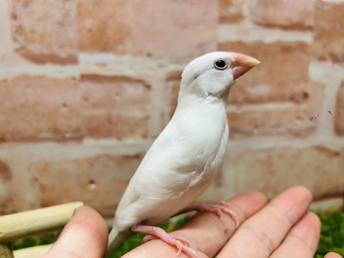 白文鳥