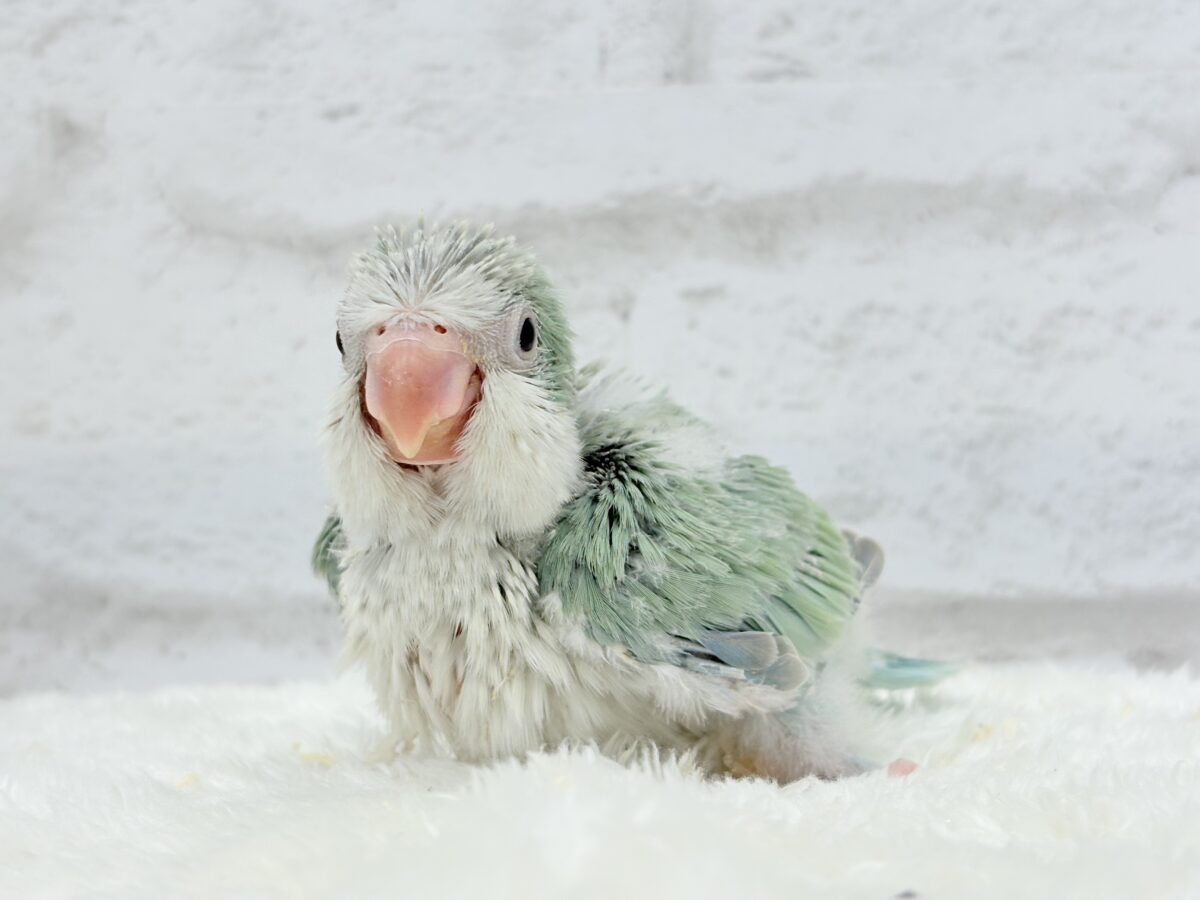 もこもこふわふわ青リンゴ🐣🍏💚オキナインコ(アクアブルーパリド) ヒナ オキナインコ