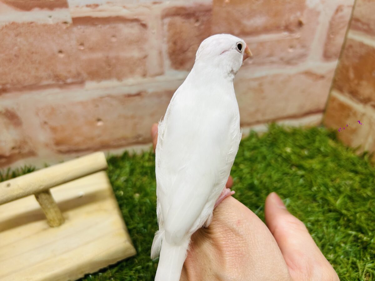 白文鳥
