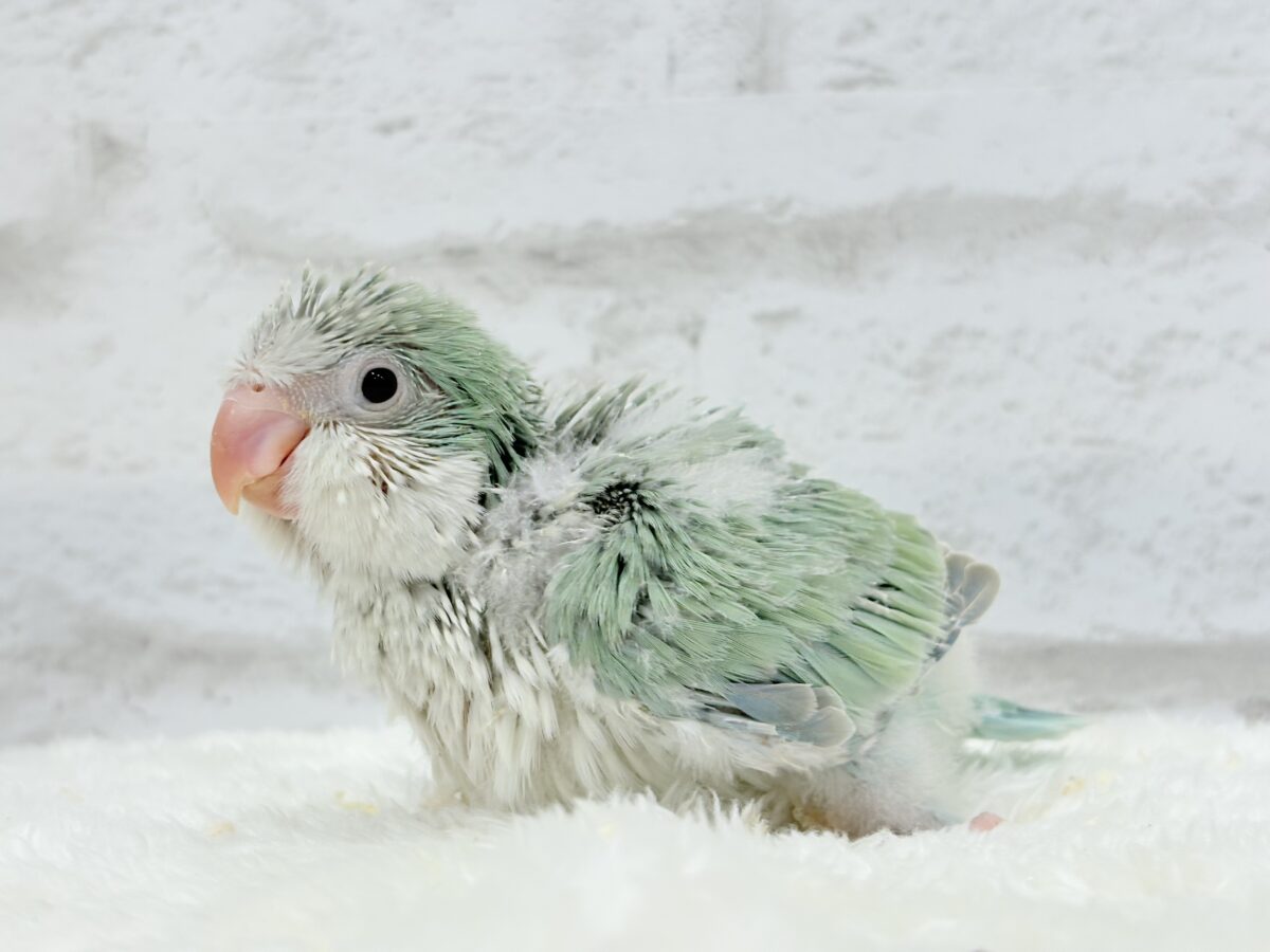 オキナインコ