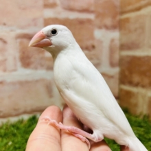 🌟白文鳥さんがやってきましたよ～🌟