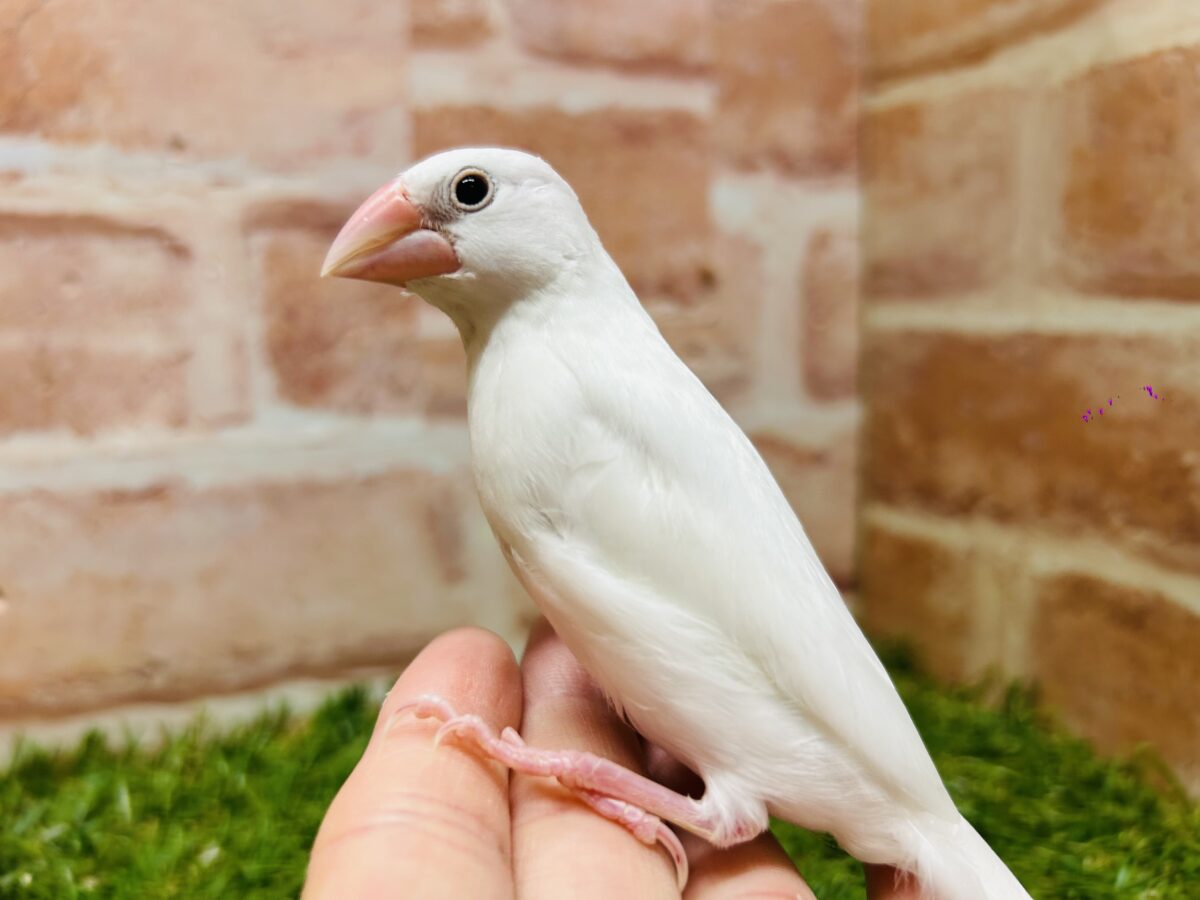 🌟白文鳥さんがやってきましたよ～🌟