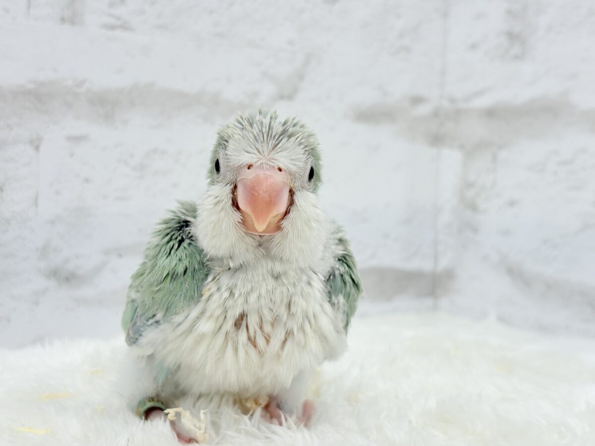 オキナインコ