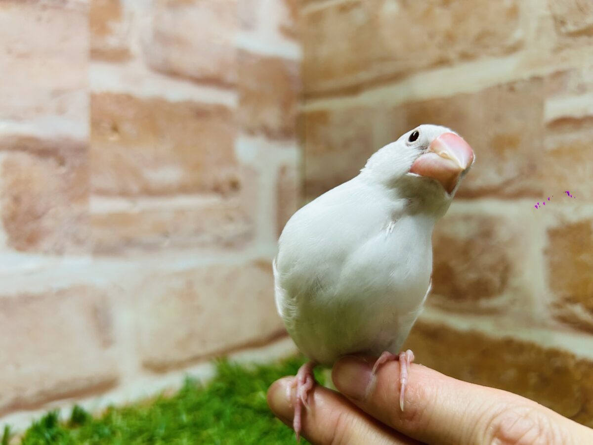 白文鳥