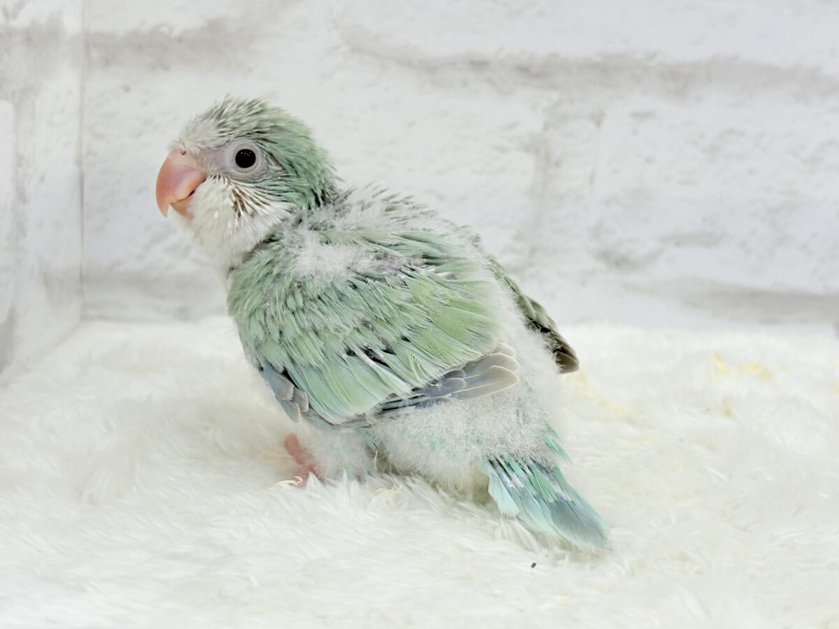 オキナインコ