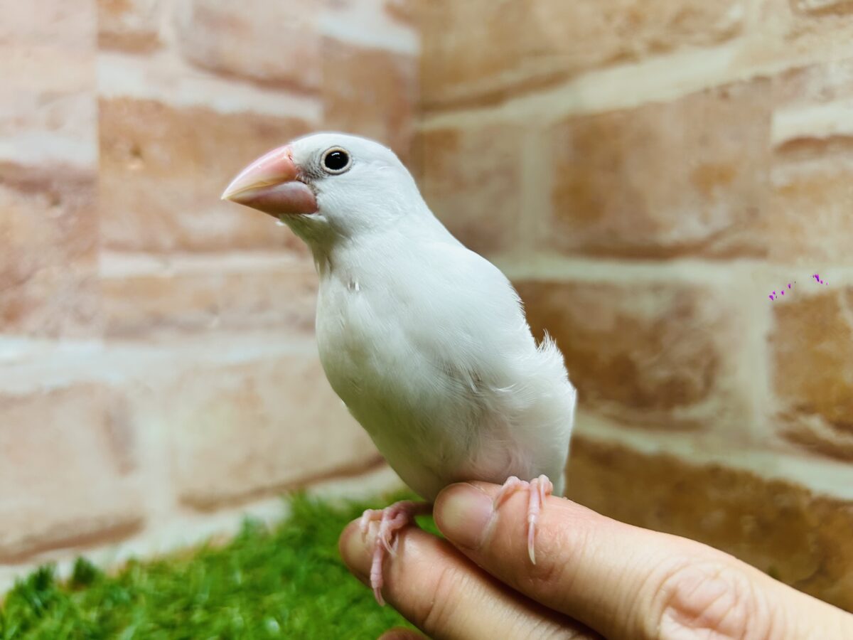 白文鳥