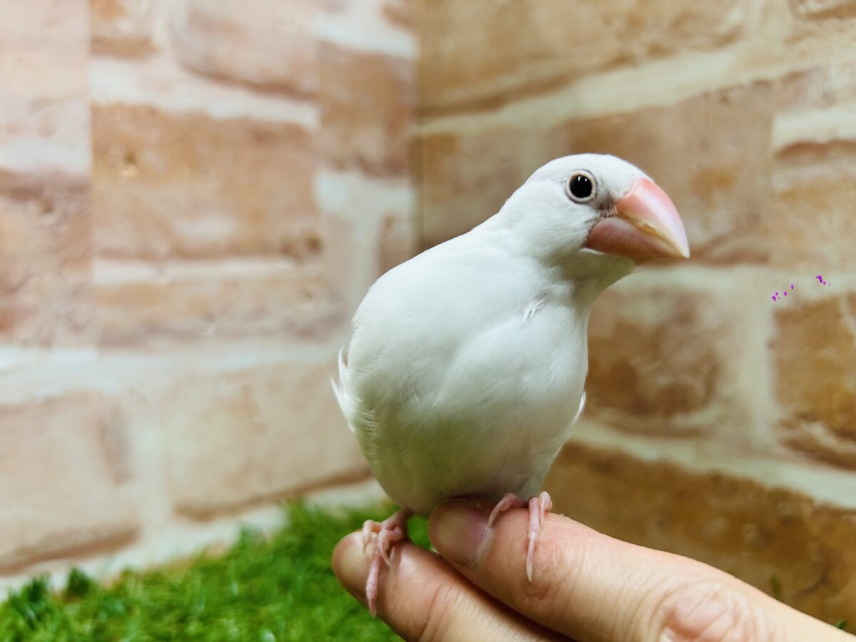 白文鳥