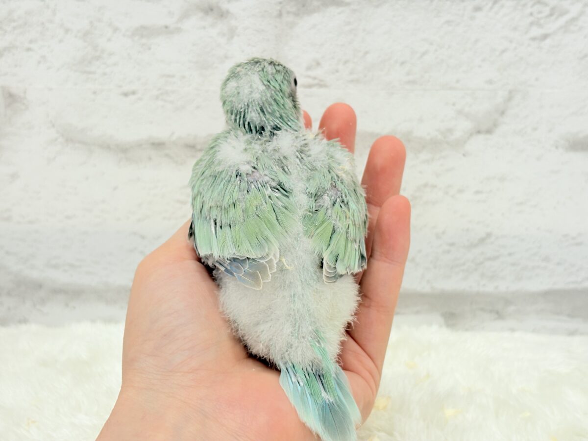 オキナインコ