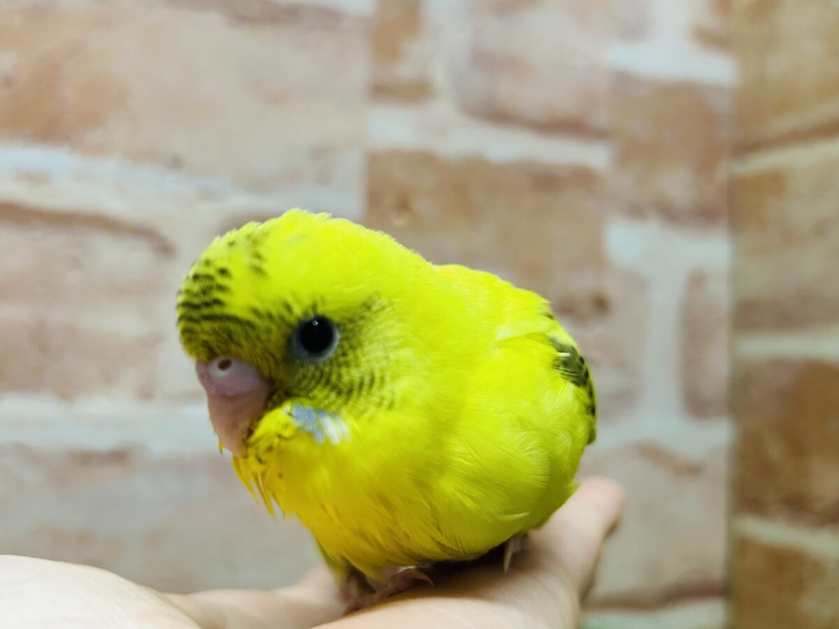 ⚡⚡黄色×黒色⚡⚡ ハルクインカラーのセキセイちゃんがやってきましたよ~💛 セキセイインコ セキセイインコ