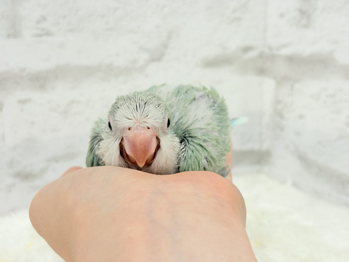 もこもこふわふわ青リンゴ🐣🍏💚オキナインコ(アクアブルーパリド) ヒナ オキナインコ