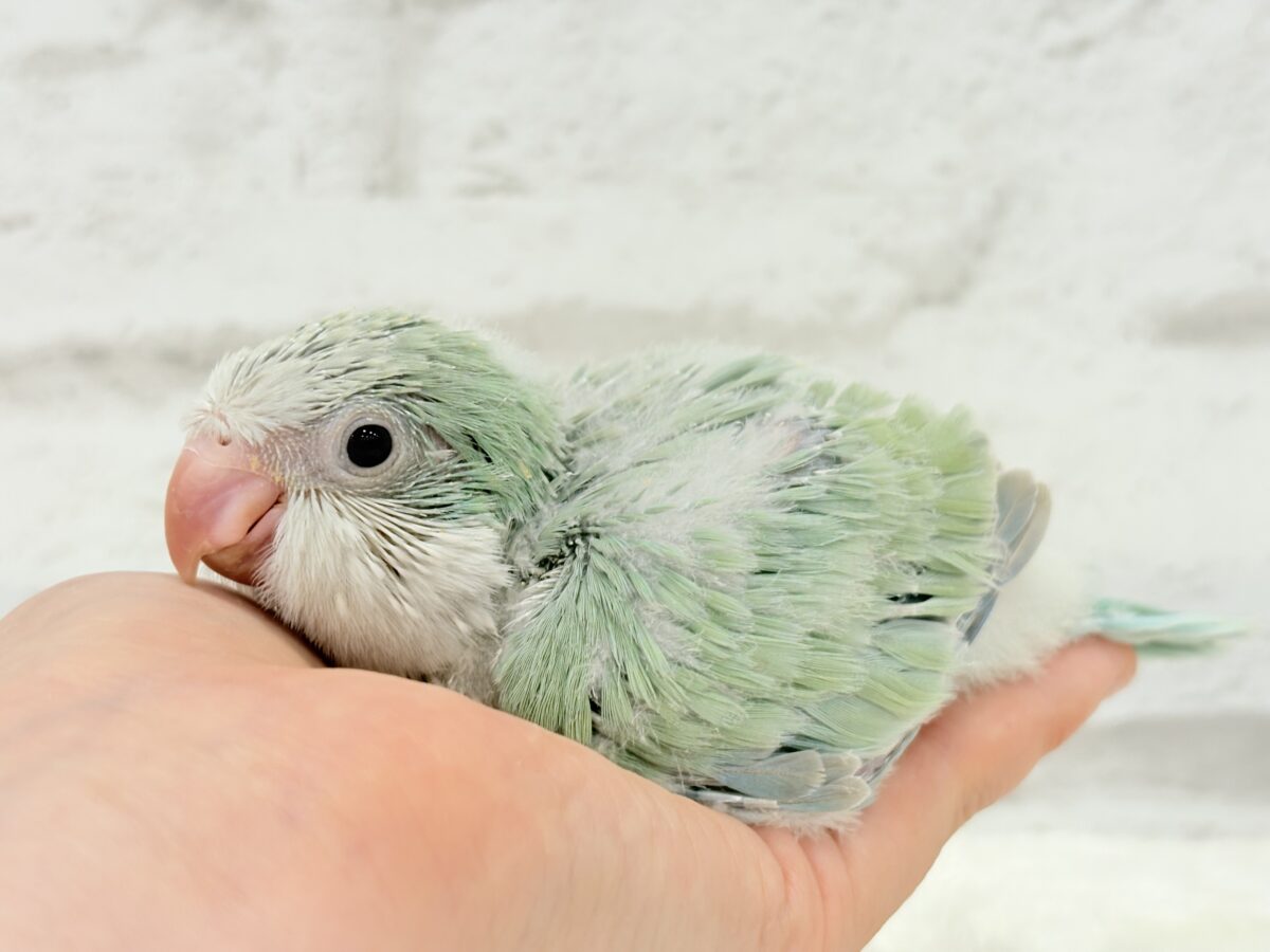もこもこふわふわ青リンゴ🐣🍏💚オキナインコ(アクアブルーパリド) ヒナ オキナインコ