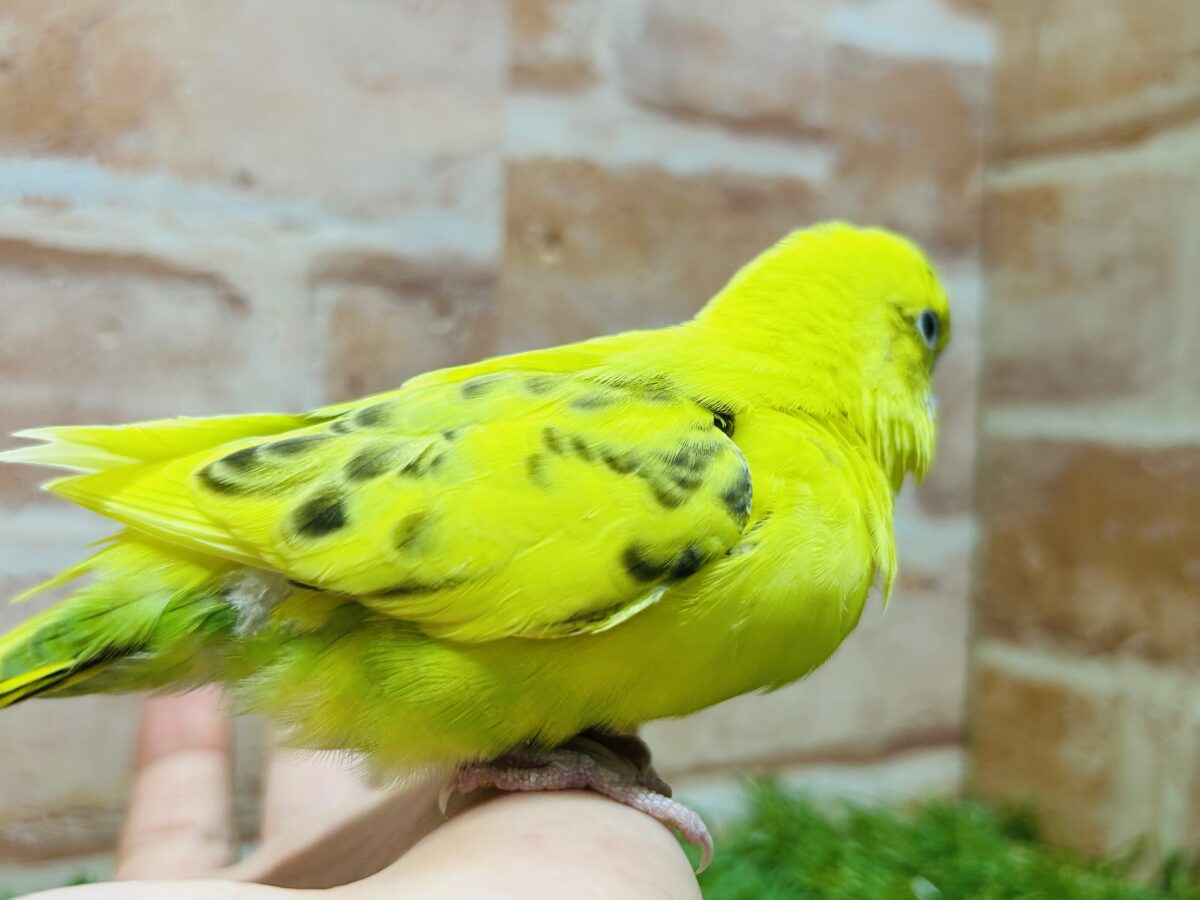 ⚡⚡黄色×黒色⚡⚡ ハルクインカラーのセキセイちゃんがやってきましたよ~💛 セキセイインコ セキセイインコ