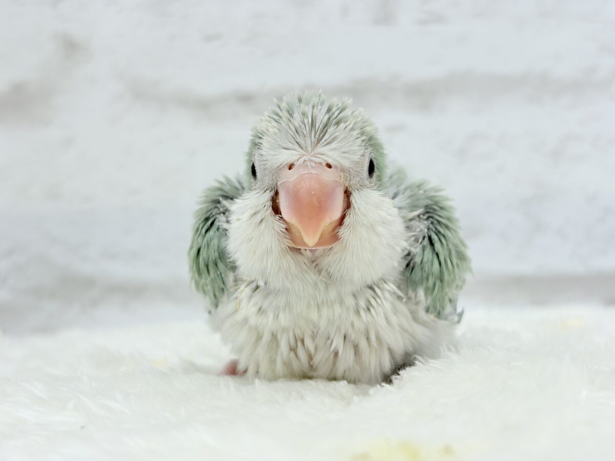 もこもこふわふわ青リンゴ🐣🍏💚オキナインコ(アクアブルーパリド) ヒナ
