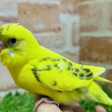 ⚡⚡黄色×黒色⚡⚡　ハルクインカラーのセキセイちゃんがやってきましたよ～💛　セキセイインコ
