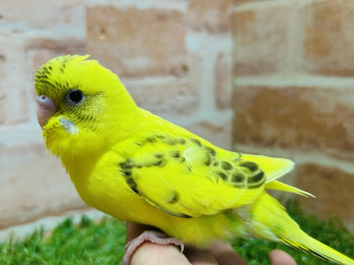 ⚡⚡黄色×黒色⚡⚡ ハルクインカラーのセキセイちゃんがやってきましたよ~💛 セキセイインコ セキセイインコ