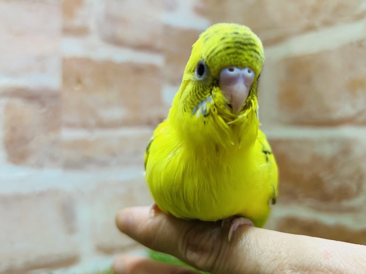 ⚡⚡黄色×黒色⚡⚡ ハルクインカラーのセキセイちゃんがやってきましたよ~💛 セキセイインコ セキセイインコ