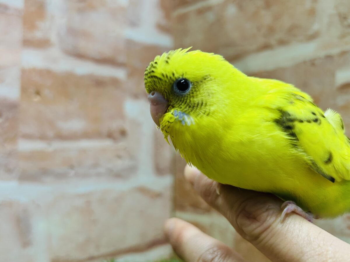 ⚡⚡黄色×黒色⚡⚡ ハルクインカラーのセキセイちゃんがやってきましたよ~💛 セキセイインコ セキセイインコ