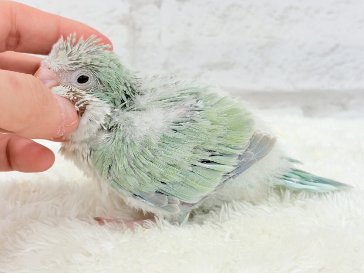 オキナインコ