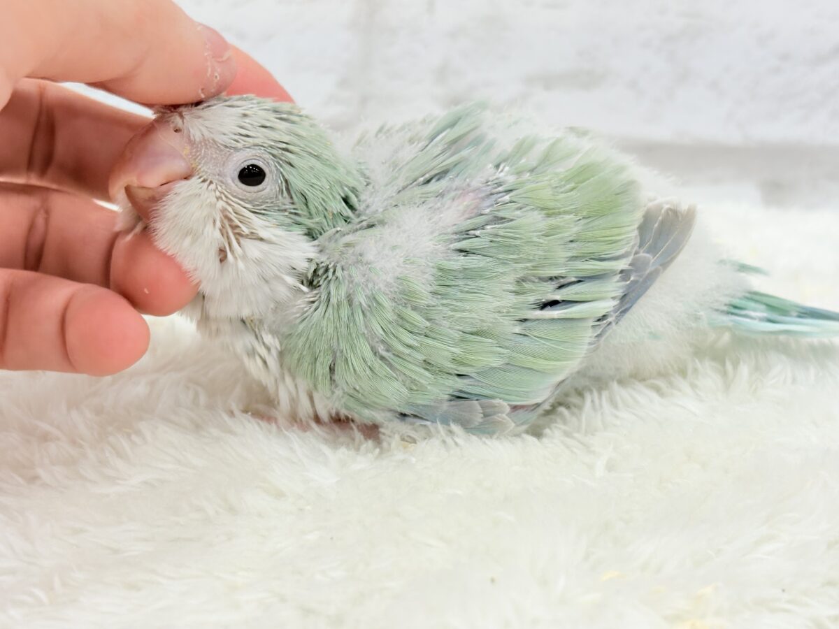 オキナインコ