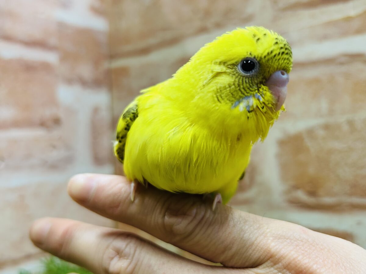 ⚡⚡黄色×黒色⚡⚡ ハルクインカラーのセキセイちゃんがやってきましたよ~💛 セキセイインコ セキセイインコ