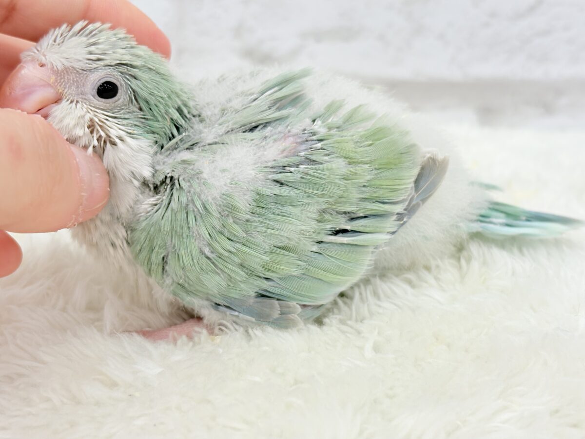 オキナインコ