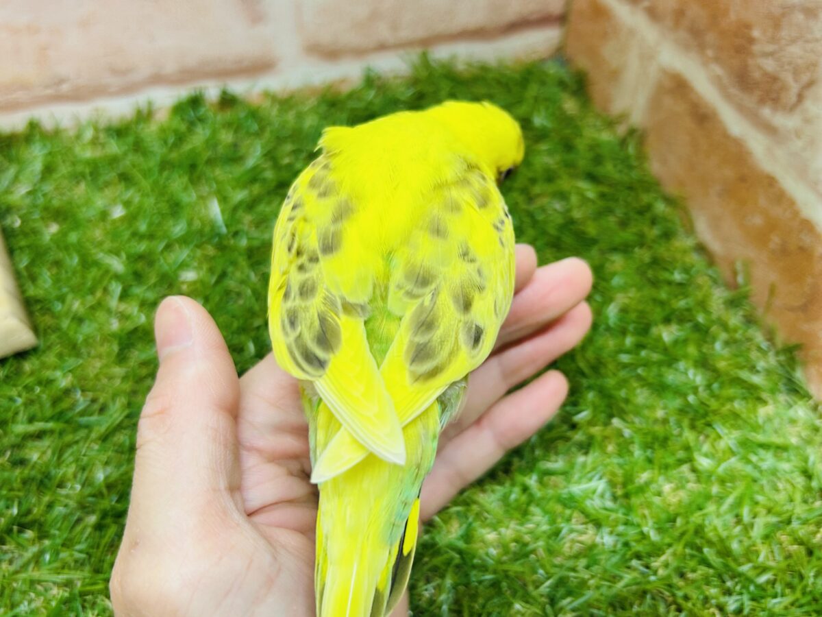 ⚡⚡黄色×黒色⚡⚡ ハルクインカラーのセキセイちゃんがやってきましたよ~💛 セキセイインコ セキセイインコ